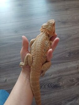 Agama vousatá - samec leatherback