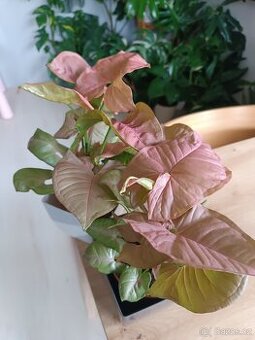 Syngonium Neon Robusta Pink - 1