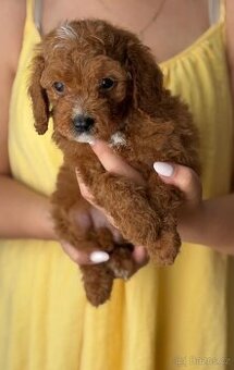 Cavapoo