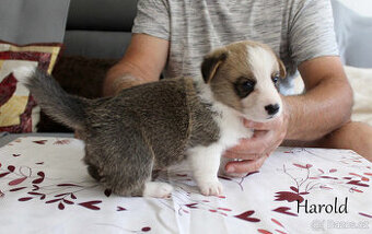 Welsh corgi cardigan