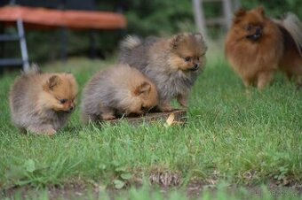 Pomeranian / Německý špic trpasličí s PP