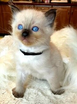 Koťátka Ragdoll