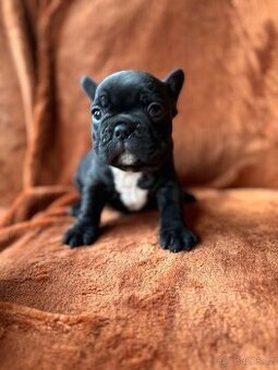 Francouzský buldoček - štěnata