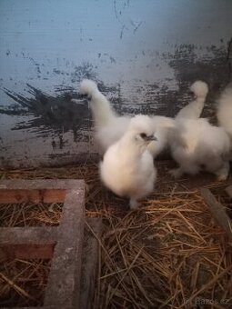 Hedvábnička slepice