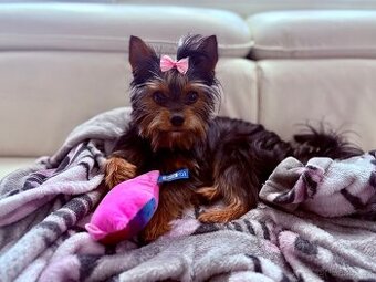 Jorkšírský teriér ke krytí