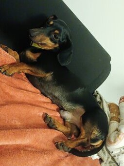 Jezevčík trpasličí krátkosrstý