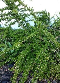 Zimolez kloboukatý - stále zelený keř