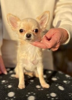 Čivava dlouhosrstá fenka - PP FCI