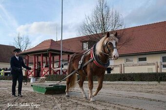 Čmb plemenný hřebec