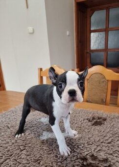 Bostonsky terier Boston tetiet