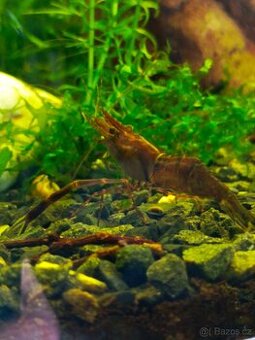 Kreveta čokoládová-Macrobrachium dayanum