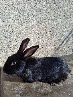 Prodám samici králíka na chov