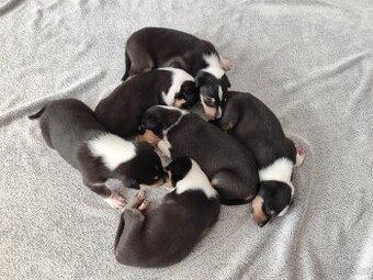 Krátkosrstá kolie s PP