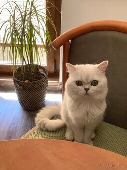 Krytí skotským kocourem