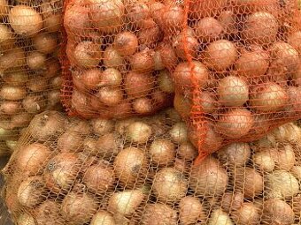 Přebytek cibule 6 kč/kg