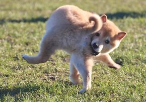 Shiba inu