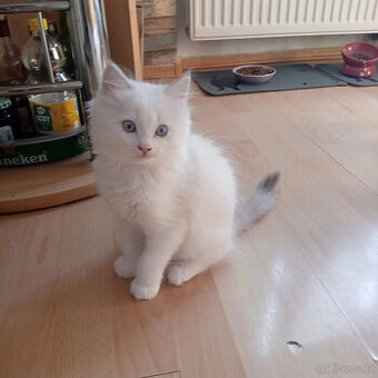 Kocúrik ragdoll