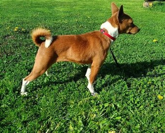 Basenji