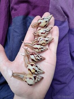 Limicolaria Agathina Nigeria - africký šnek