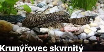 Ancitrus 5ks na odběr