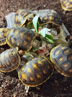 Želva uhlířská Geochelone carbonaria