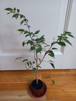 Fíkus benjamina