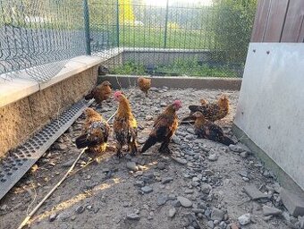 Zakrslá rousná slepice - prodám, nebo vyměním kohoutky