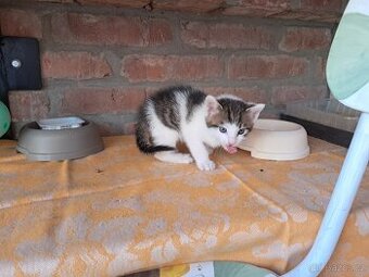 Kocourci
