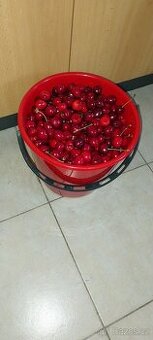 Prodám třešně