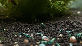 TOP PREMIUM Akva Krevetky Caridina a Neocardina - Odchovy