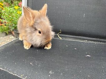Zakrslý králík/teddy gen / sameček k odběru ♥️