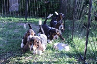 Basset hound