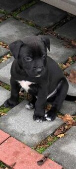 Stafordšírský bulteriér