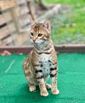 Bengálská kočka s PP