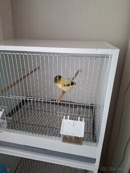 Koupim glostra kanara samicku