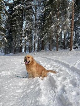 Krytie zlatým retrieverom - 1