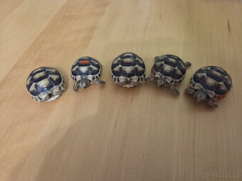 želva vroubená - mláďata