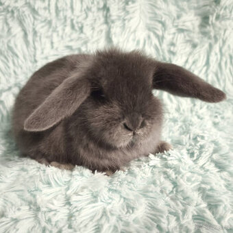 ⭐️ Zakrslý beránek SATÉNOVÝ ⭐️ 🍀 V5 🍀