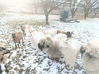 BIO dospívající kozičky, dojné kozy