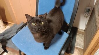 Čertík je úžasně mazlivý černý kocourek, asi 7měsíců