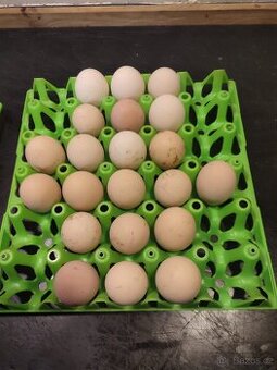 Amroks velké krahujcové - Násadové vejce