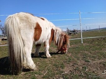 Docházka k poníkovi