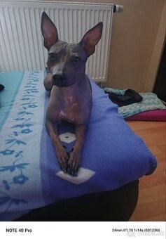 Americký besrsty teriér