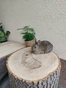 Zakrslý králík - hladkosrstá samička - 1