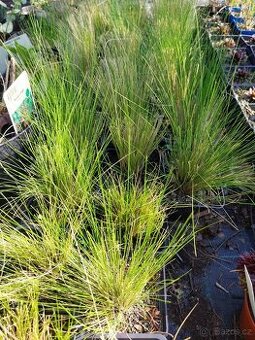 Prodám sazenice Stipa tenuissima kavyl