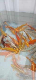 Koi kapr