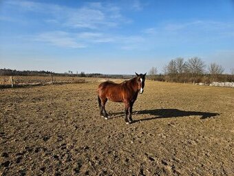 Prodej QH kobylek
