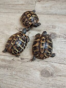 Prodám 7 měsíční mláďata Testudo Hermanni B.
