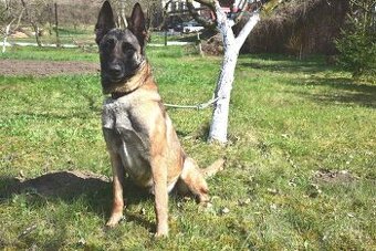 Malinoiska Naomi hledá domov - 1
