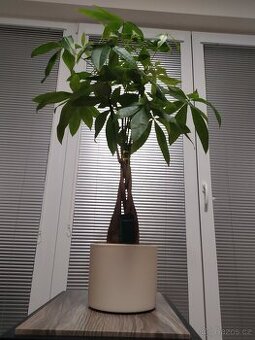 PALMA - 1
